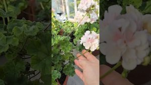 ИВ_Ненаглядный Мой Пеларгония