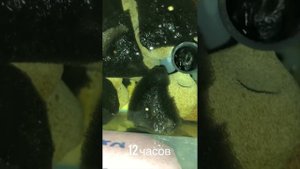 Выращивание редиса методом гидропоники день первый#г?