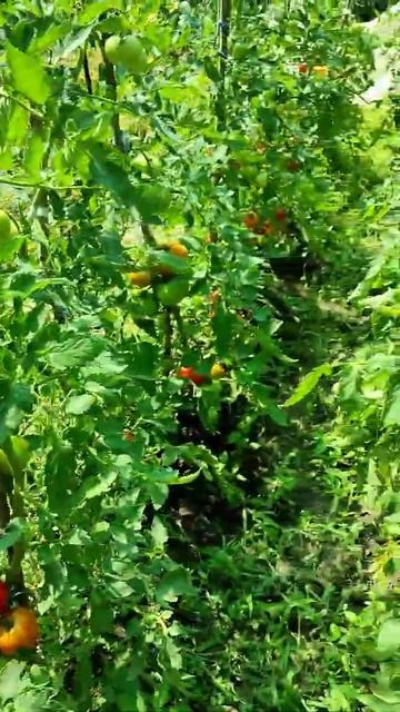 #Высокорослыепомидоры,куст 2м) Огород у дома#свойурожа