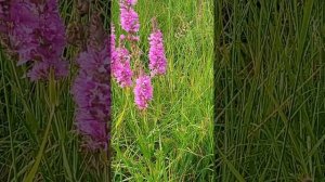 ПЛАКУН  ТРАВА. А ВЫ ЗНАЛИ?