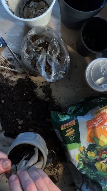 Любимое свидание это с пересадкой #фикус #любовь #свид? смотреть онлайн