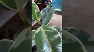 Обзор нового поступления комнатных растений! Много но