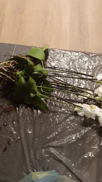 пересадка орхидей #орхидеидома #орхидеи #интерьеры #оф смотреть онлайн