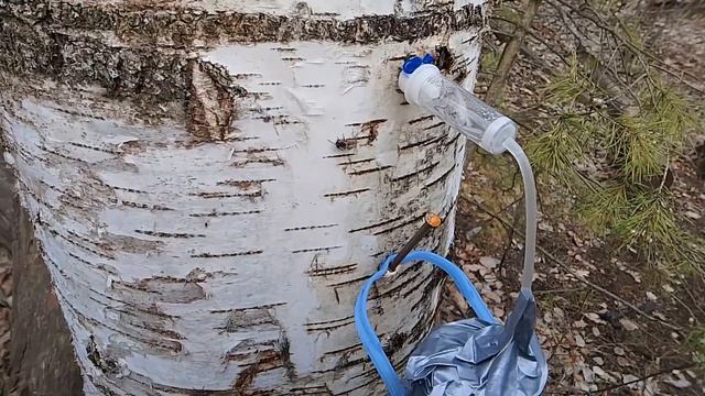 Лучший способ добычи березового сока!