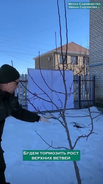 #обрезкадерева #обрезкаплодовыхдеревьев #обрезкаябло
