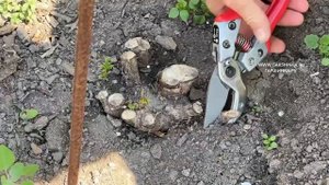 ЧТО ДЕЛАТЬ С РОЗАМИ ПОСЛЕ ВОЗВРАТНЫХ ЗАМОРОЗКОВ И КАК