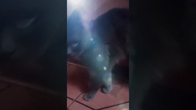 Кошки Кот 🐱🐈🐱🐈🐱🐈🐱🐱🐈🐈🐱🐱🐱🐱