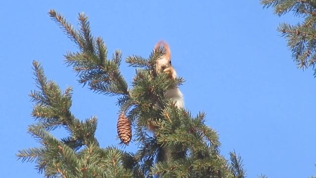 Белочка ест почки ели, а самец чего-то хочет | The squirrel is e