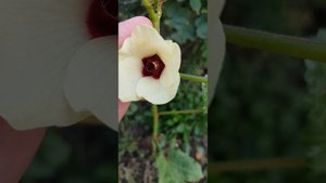 Бамия Окра - съедобный гибискус| Okra Bamia | Abelmoschus esculentus #г?