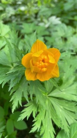 Купальница азиатская, или огонёк азиатский #цветы #garden #садиогород