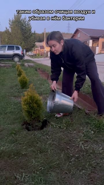 t.me/olgabiology #деревья #саженцы #туя #туяголд #туясмарагд #ж? смотреть онлайн