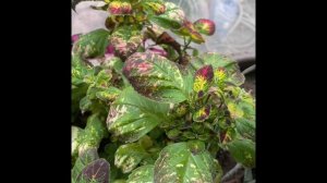 Обзор моих Колеусов. Растения на фитильном поливе. Раз