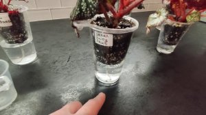 Фитильный полив бегоний. Ёмкости для фитильного полив