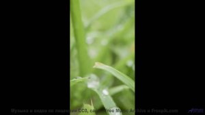 Природа заиграла новыми красками вместе с этим треком - Lost In The City -- HoliznaCC0 -- Lost