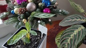 Комнатные растения сажаю на фитильный полив. Калатея ?