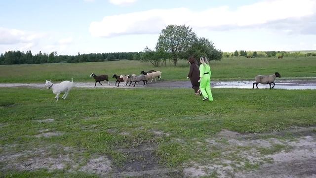 Как говорят животные на ферме - Маленькая Вера и Медведь