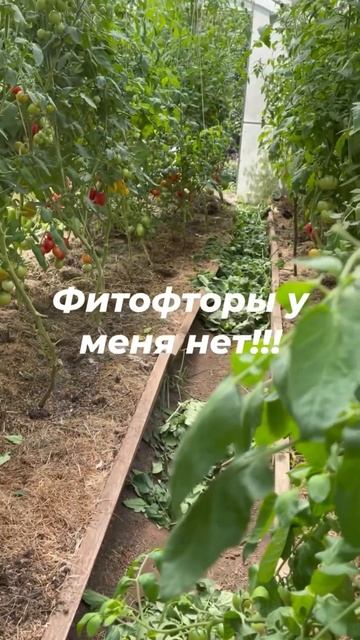 Чтобы не было фитофторы на томатах, раз в неделю я дела смотреть онлайн
