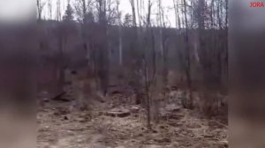 СМЕШНЫЕ СЛУЧАИ НА ОХОТЕ/НЕОБЫЧНЫЕ СЛУЧАИ НА ОХОТЕ!