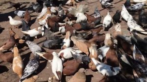 Нужно ли пропаивать всех голубей когда уже есть голуб?