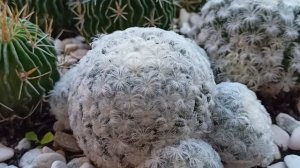 Кактус Маммиллярия Плумоза (перистая). Cactus Mammillaria piumosa.