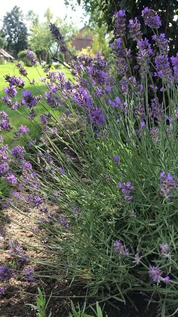 Лаванда в Подмосковье. смотреть онлайн