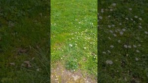 Богородицкий дворец-музей и парк.