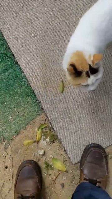 Разноцветная кошка мяукает Мяу 😹 Funny calico cat meowing Meow 😸 K смотреть онлайн