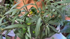 Уход за олеандром.