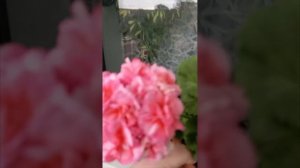 пеларгония сорт Ю-Полонез