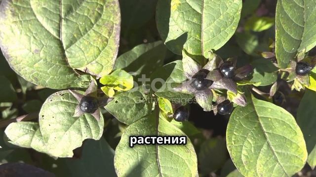 опасные растения ядовитые