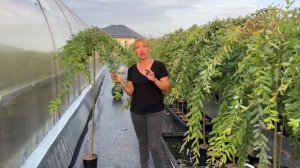 Ива Интегра пендула на штамбе. Видео-обзор. Русская ив?