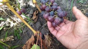 ГФ Василек селекции Калугина В. М с очень хорошим муск?