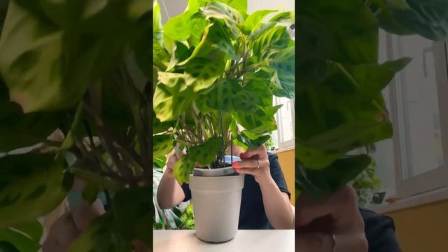 Маранта Керховена (Leuconeura Kerchoveana)