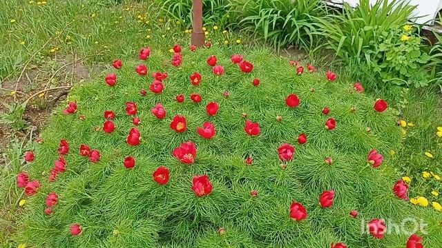 условия Деревенской жизни/ апрельский мороз) купили ц?
