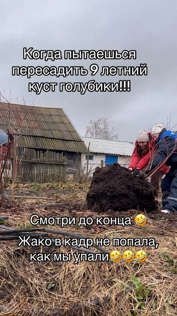 Посадка голубики. Пересаживаем взрослый куст голубик? смотреть онлайн