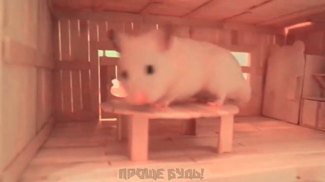 Хомяки | Приколы с хомяками | Смешные хомяки смотреть онлайн