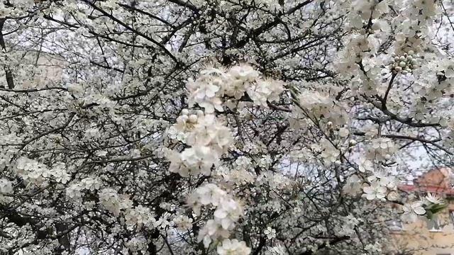 Весенний цвет. Цветущее белое дерево.