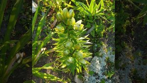 Лилия азиатская махровая " Мистери Дрим "