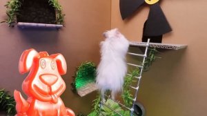 Хомяк убегает от паука и ныряет в унитаз, а желейный пё