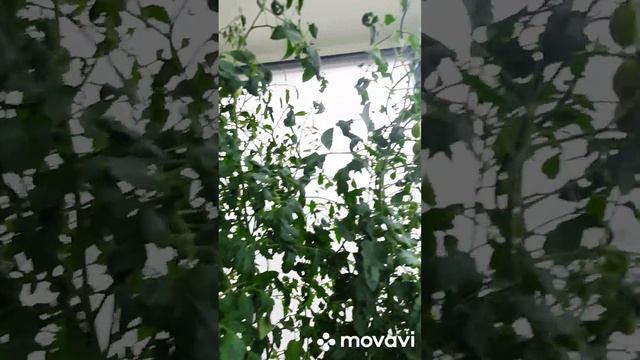 Огород на балконе. Ожидание и реальность. Обман произв смотреть онлайн