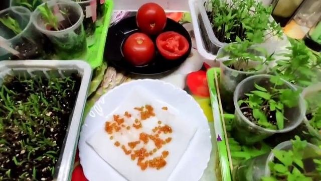 СЕЮ ТОМАТ ФЛАМЕНКО СВЕЖИМИ СЕМЕНАМИ