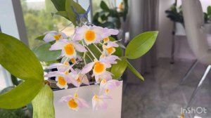 #dendrobium Farmeri⭐️. Дендробиум Фармери. Мой уход.