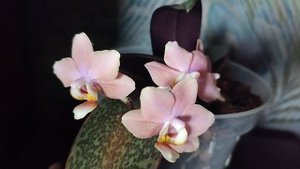 Odorion (Одорион) ароматная орхидея сложная в уходе #orchid#о?