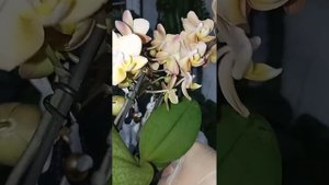 Орхидеи Парфюмерной фабрики - Sсention and Odorion! (Сеншн и Одо