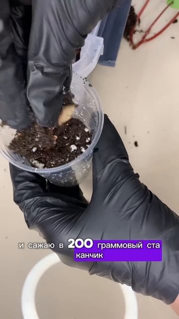 #пеперомия #комнатныерастения #комнатныецветы #переса смотреть онлайн