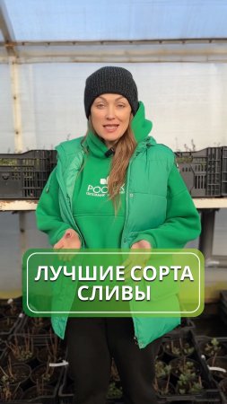 3️⃣ сорта слив для истинных гурманов