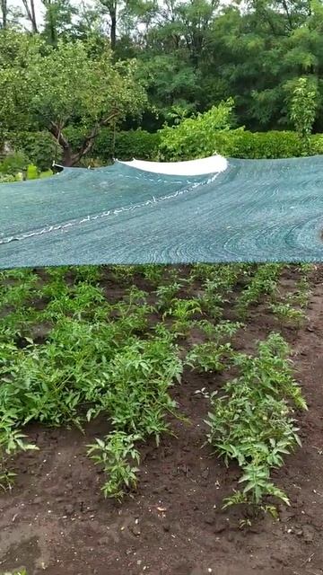 Навес для помидор 🍅#shorts смотреть онлайн