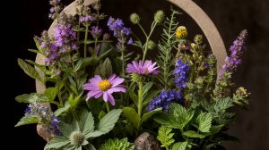 Окуривать — значит очищать дымом священных растений.