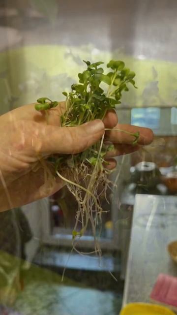 Микрозелень. Проростки. Проращиватель с компрессором. смотреть онлайн