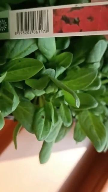 #органическиеудобрения #петуния #garden #минеральныеудоб смотреть онлайн